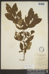 Vaccinium corymbodendron image