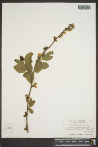 Vaccinium corymbodendron image