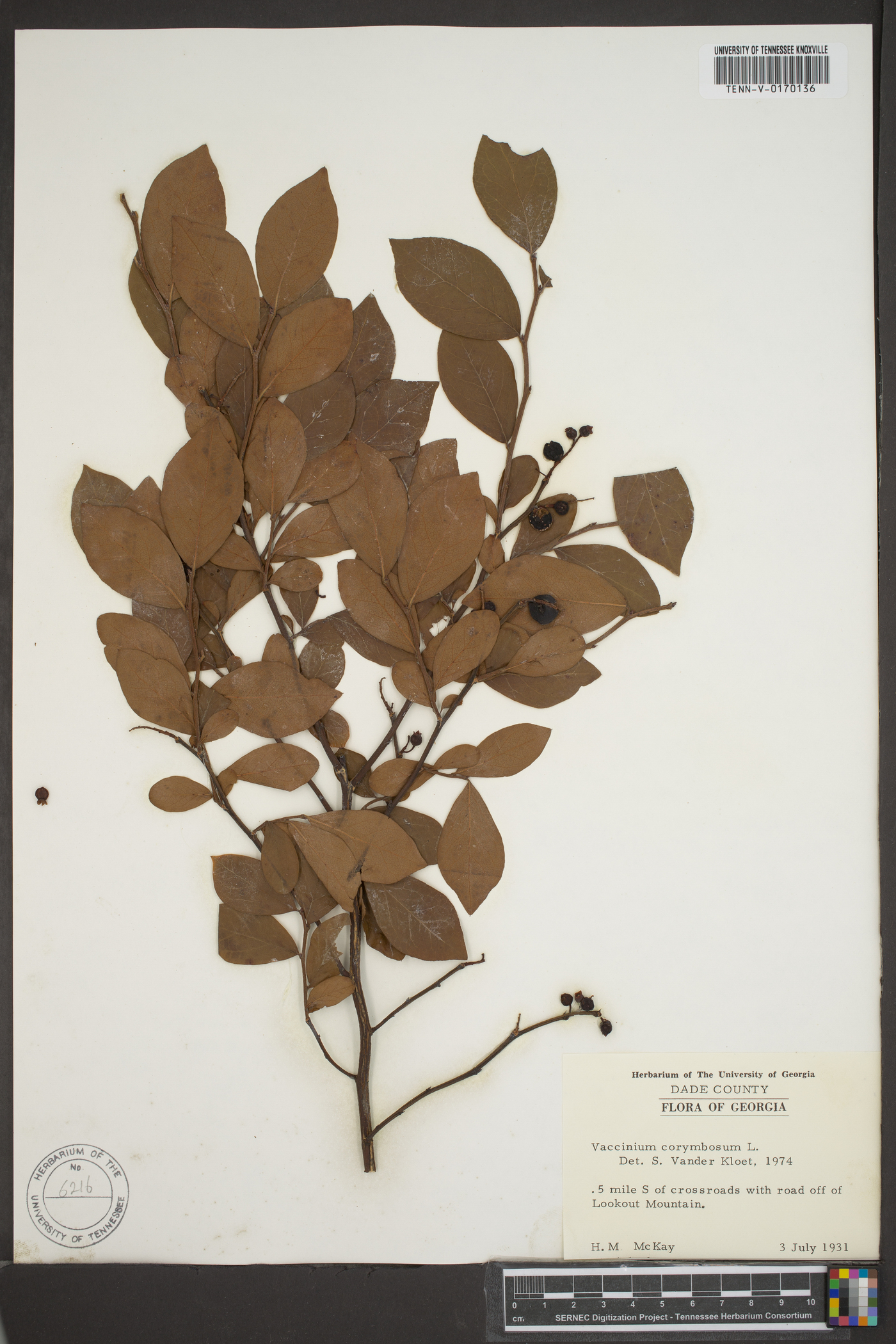 Vaccinium corymbodendron image