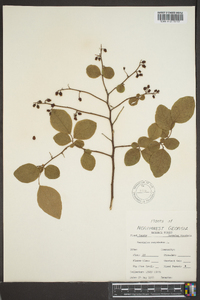 Vaccinium corymbodendron image