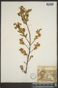 Vaccinium corymbodendron image