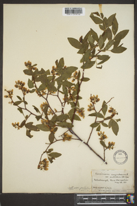 Vaccinium corymbodendron image