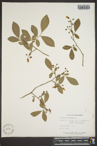 Vaccinium corymbodendron image