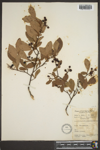 Vaccinium corymbodendron image