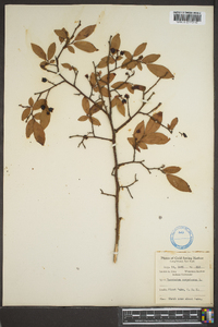 Vaccinium corymbodendron image