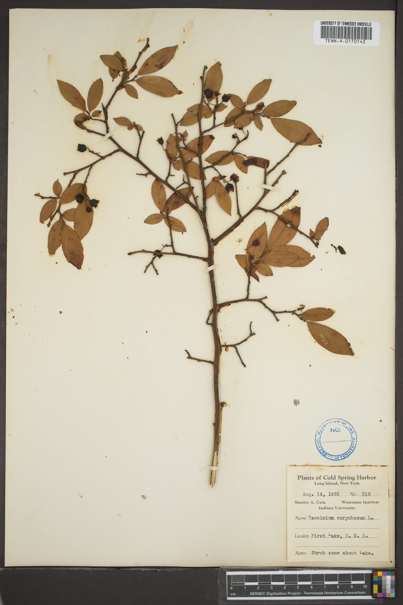 Vaccinium corymbodendron image