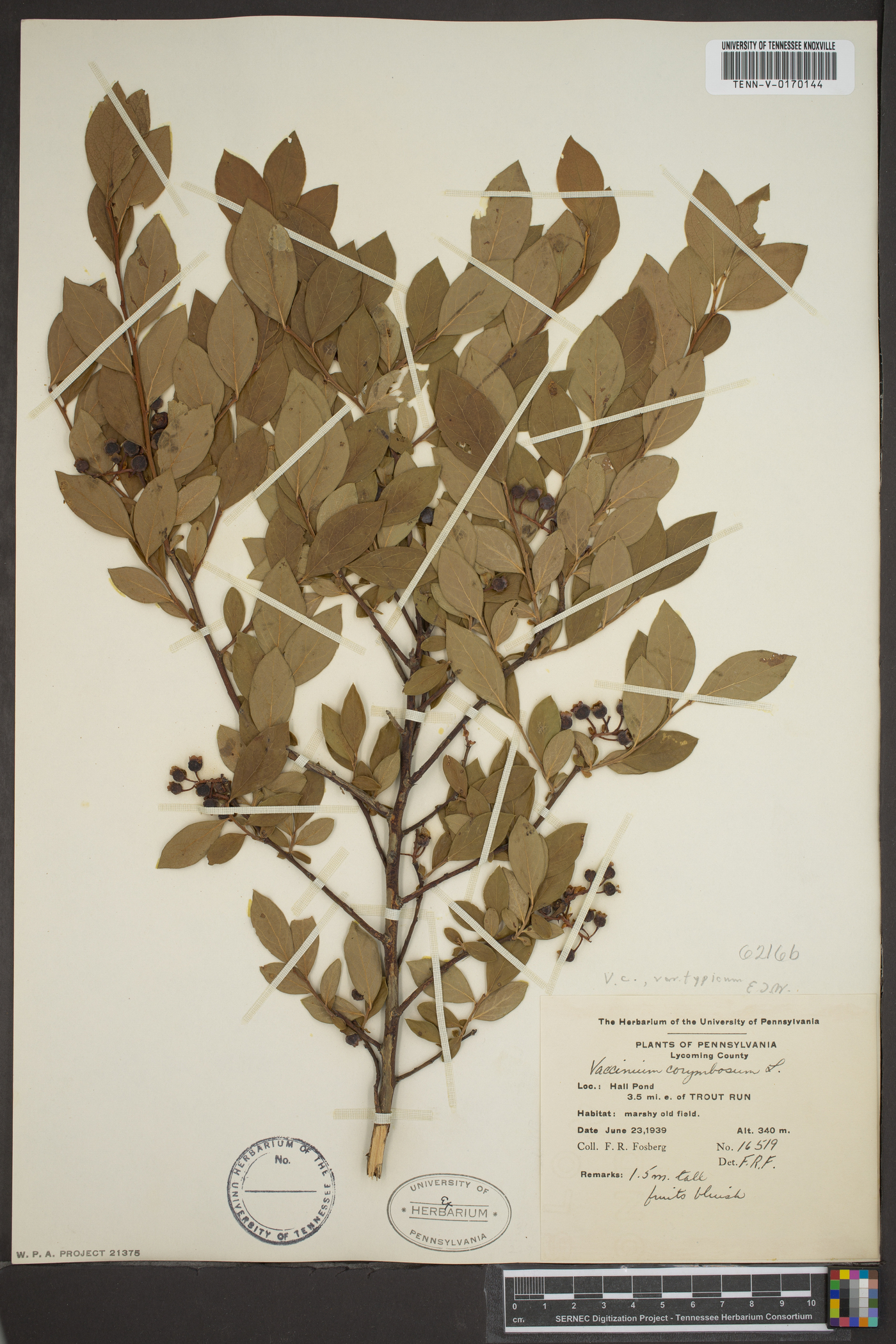 Vaccinium corymbodendron image