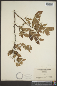 Vaccinium corymbodendron image