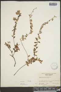 Vaccinium crassifolium image