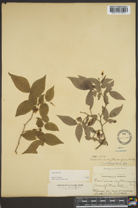 Vaccinium erythrocarpum image