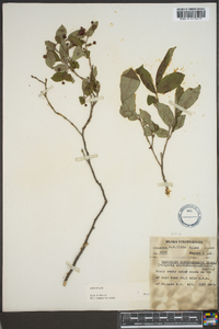 Vaccinium erythrocarpum image