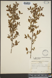 Vaccinium floridanum image