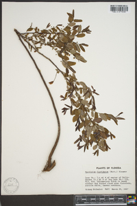 Vaccinium floridanum image