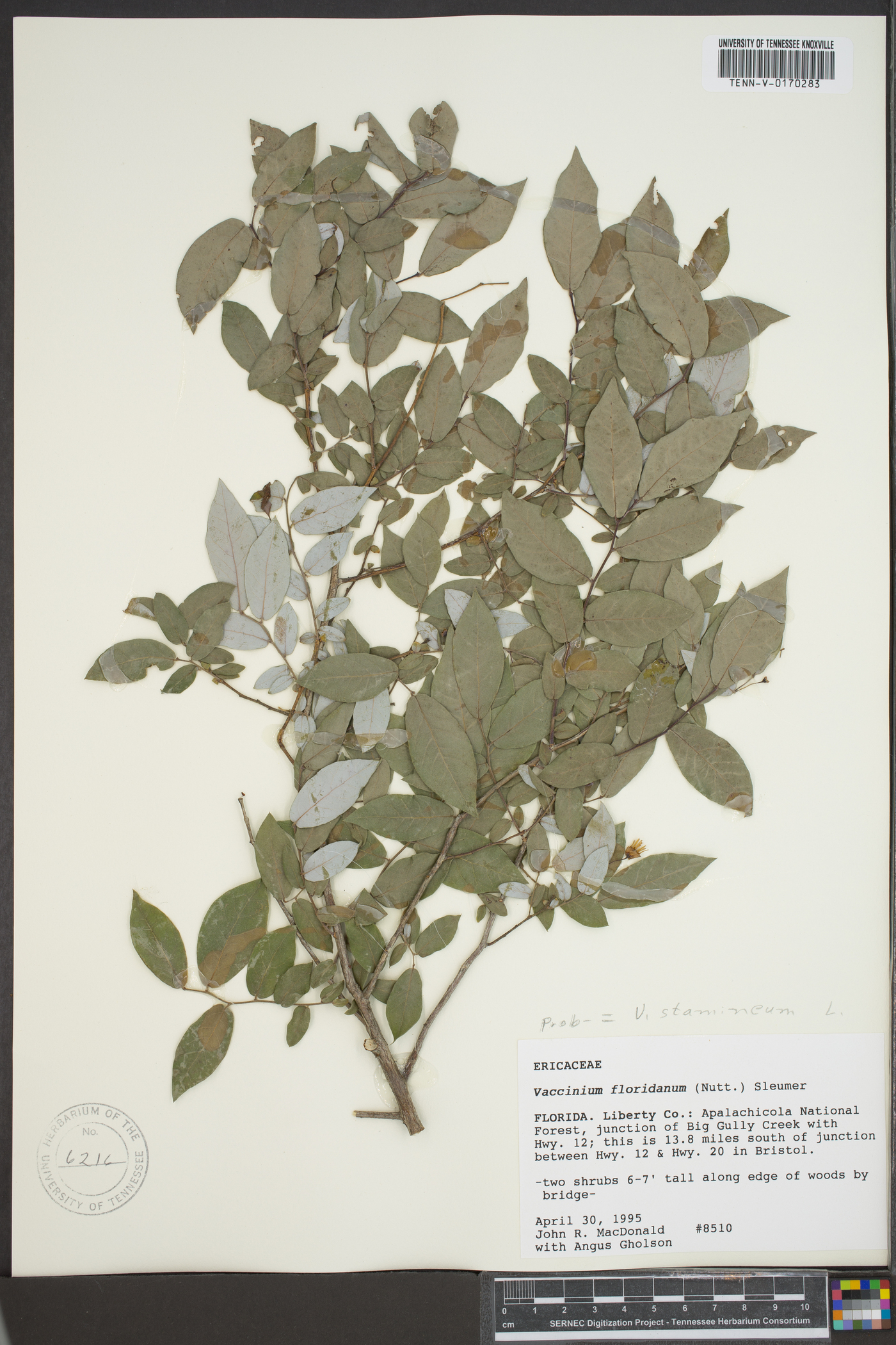Vaccinium floridanum image