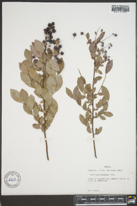 Vaccinium floridanum image