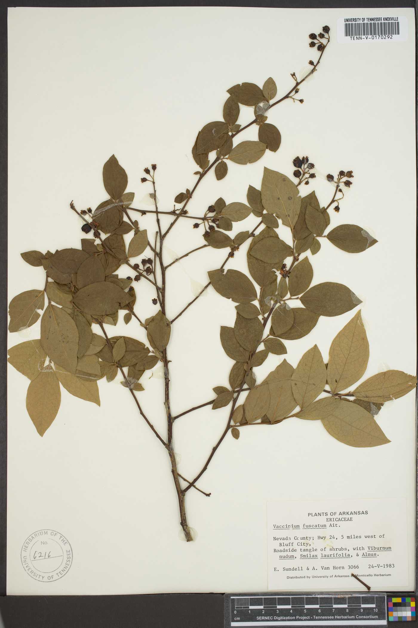 Vaccinium fuscatum image