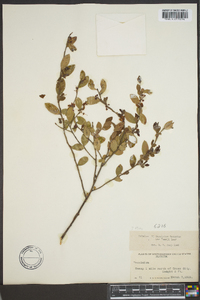 Vaccinium fuscatum image