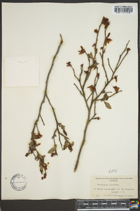 Vaccinium fuscatum image