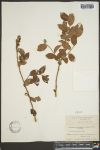 Vaccinium fuscatum image