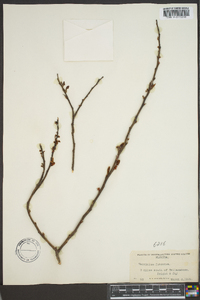 Vaccinium fuscatum image