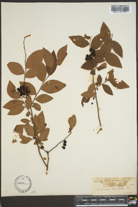 Vaccinium fuscatum image