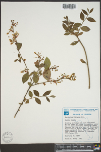 Vaccinium fuscatum image