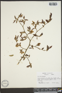 Vaccinium fuscatum image