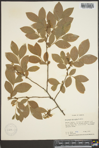 Vaccinium hirsutum image