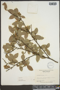 Vaccinium hirsutum image