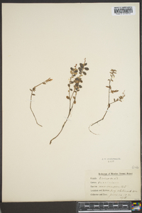 Vaccinium macrocarpon image