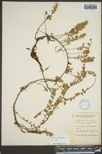 Vaccinium macrocarpon image