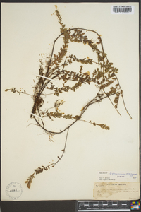 Vaccinium macrocarpon image