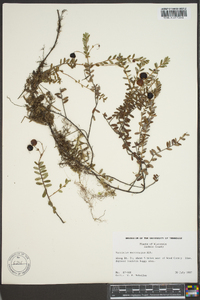 Vaccinium macrocarpon image