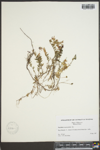 Vaccinium macrocarpon image