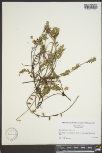 Vaccinium macrocarpon image