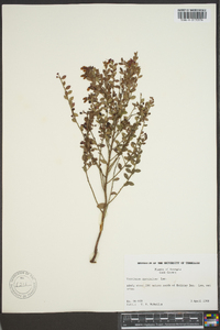 Vaccinium myrsinites image