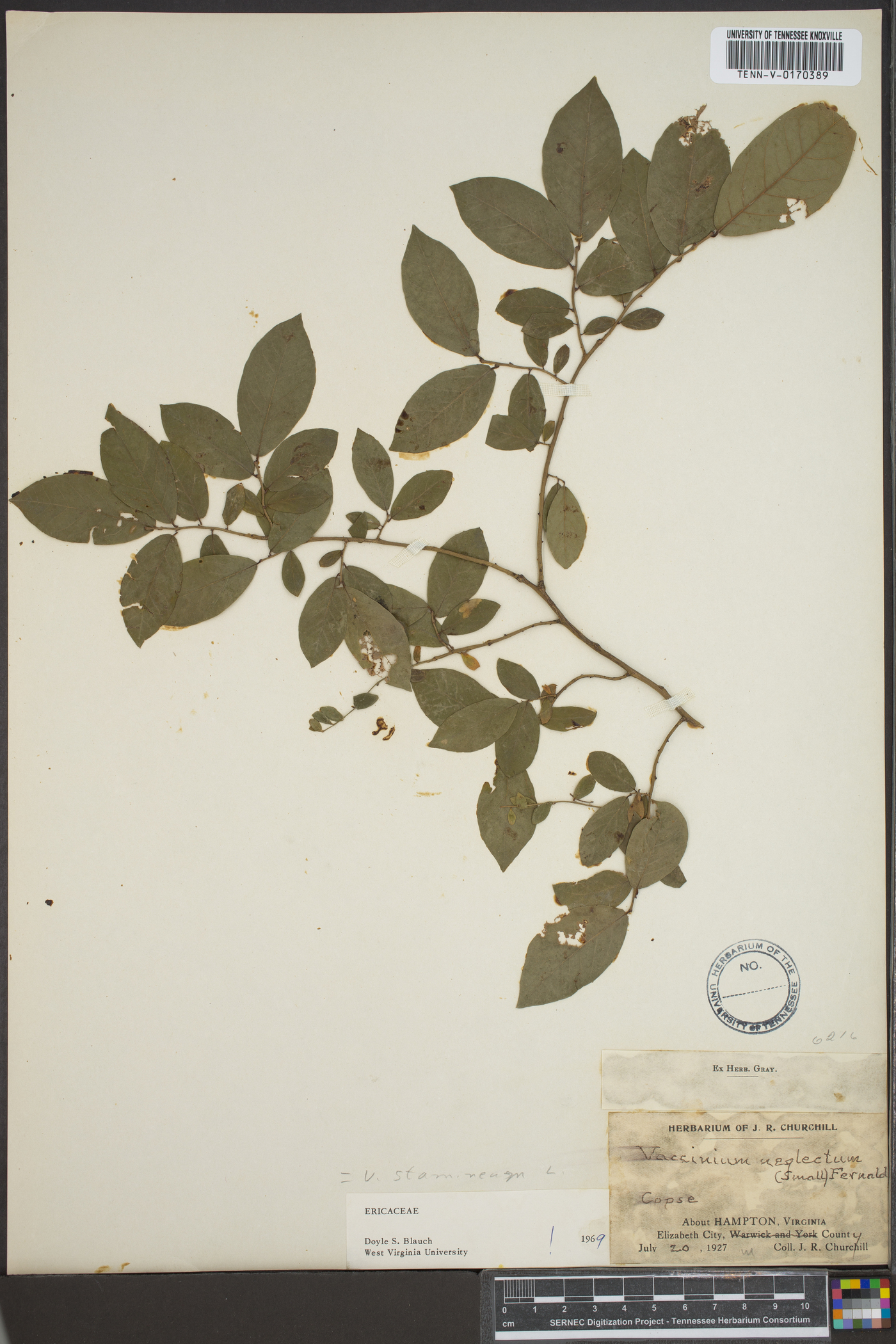 Vaccinium neglectum image