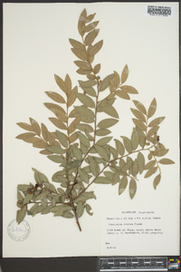 Vaccinium ovatum image