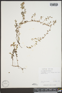 Vaccinium oxycoccos image