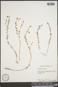 Vaccinium oxycoccos image