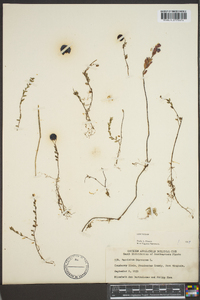 Vaccinium oxycoccos image