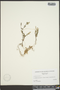 Vaccinium oxycoccos image