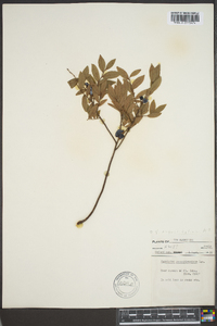 Vaccinium angustifolium image