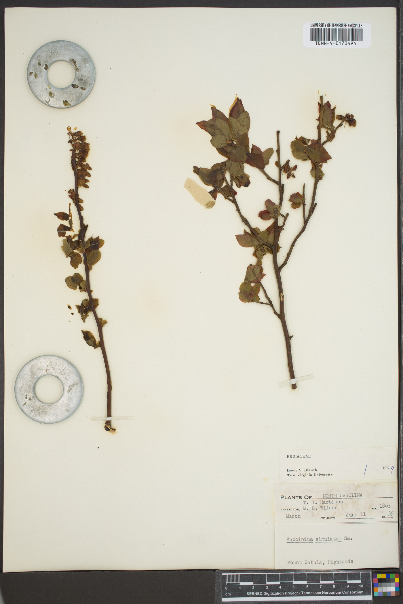 Vaccinium simulatum image