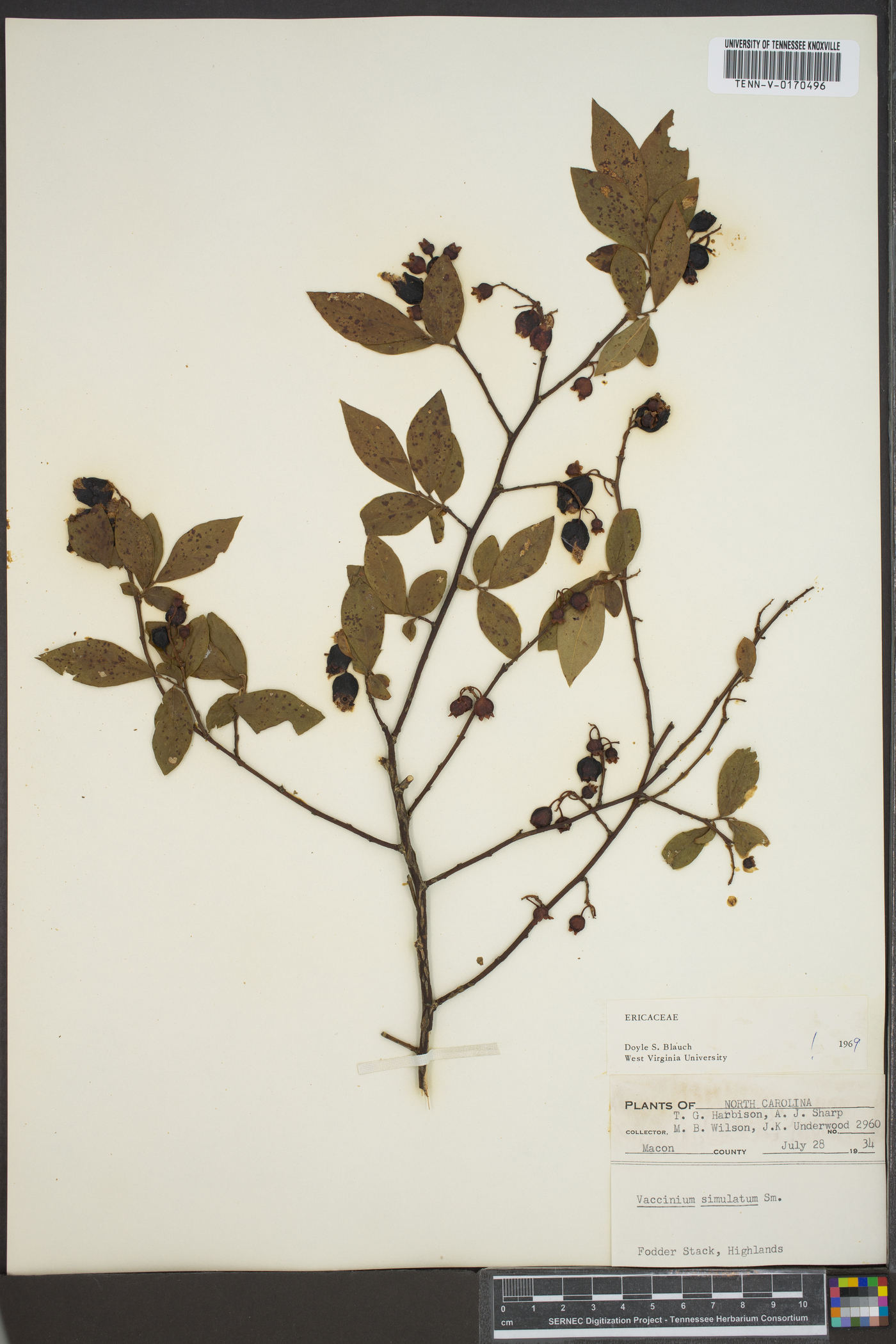 Vaccinium simulatum image