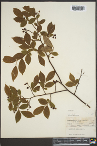 Vaccinium simulatum image