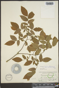 Vaccinium stamineum var. interius image