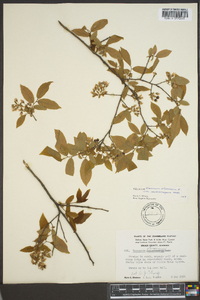 Vaccinium stamineum var. melanocarpum image