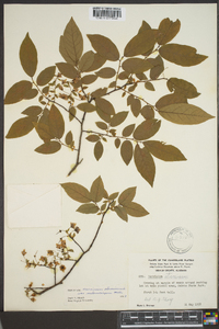 Vaccinium stamineum var. melanocarpum image