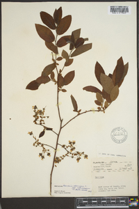 Vaccinium stamineum var. melanocarpum image